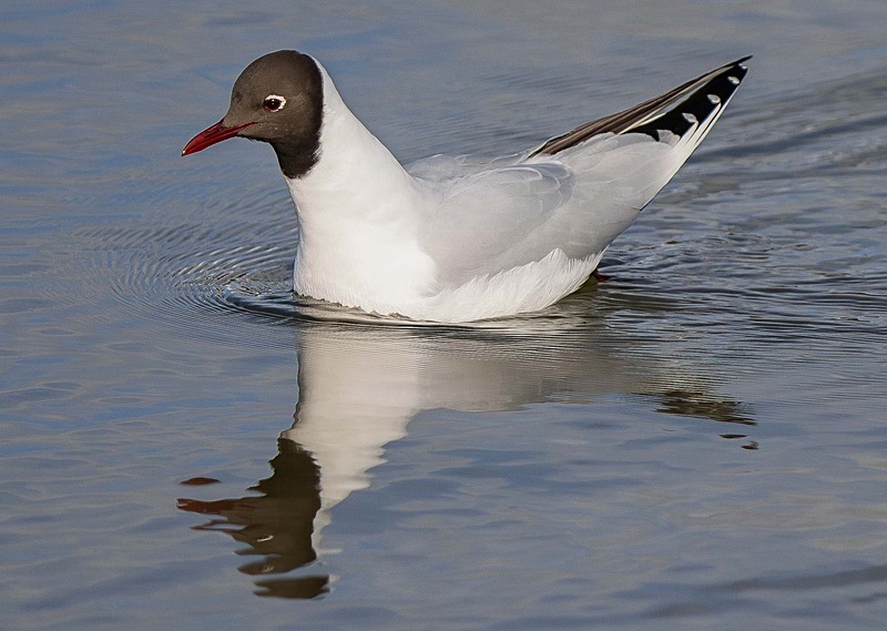Black-Headed Gull - Wildlife Photography