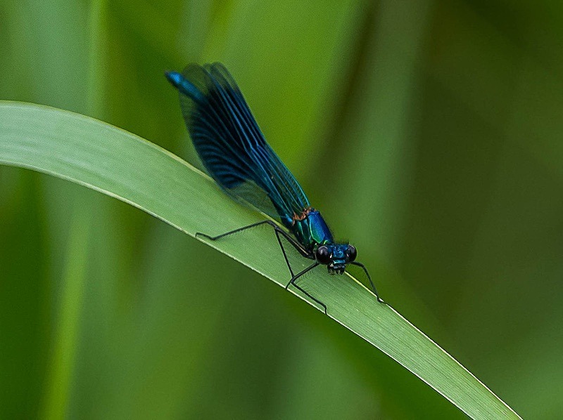  - Wildlife Photography