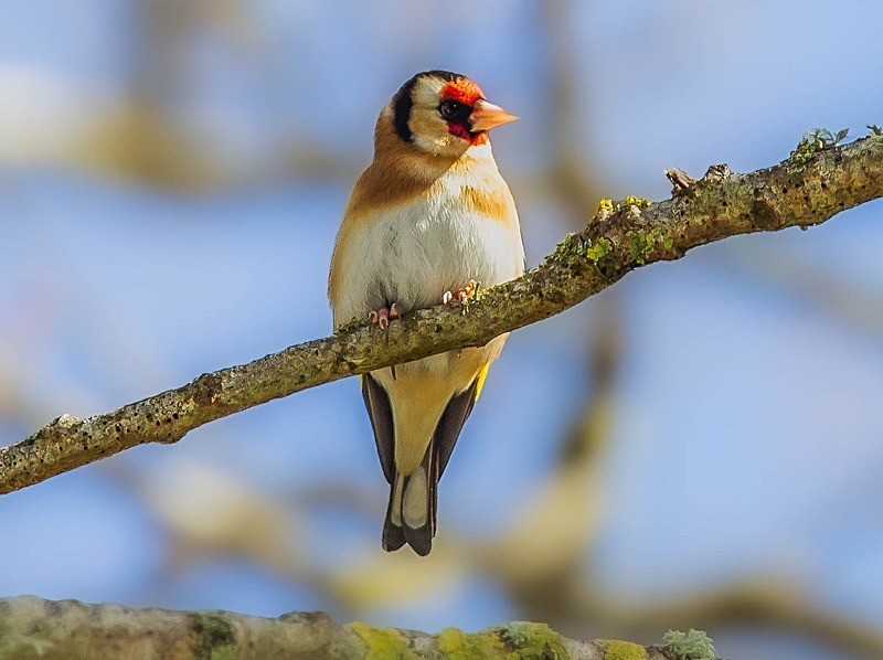  - Wildlife Photography