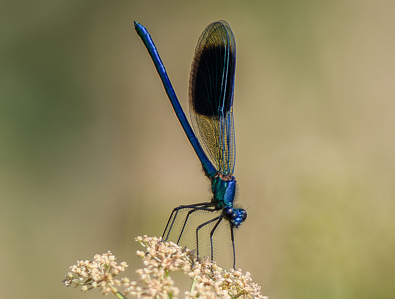 Banded Demoiselle - Wildlife Photography