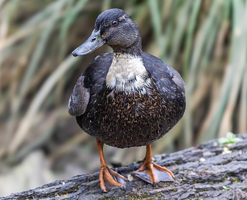 Mallard - Wildlife Photography