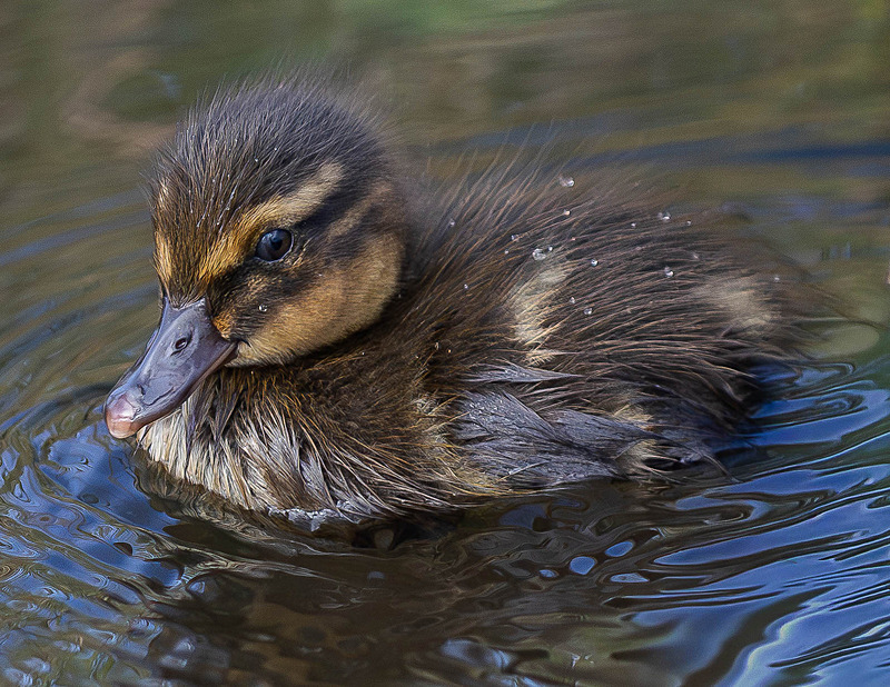 Mallard - Wildlife Photography