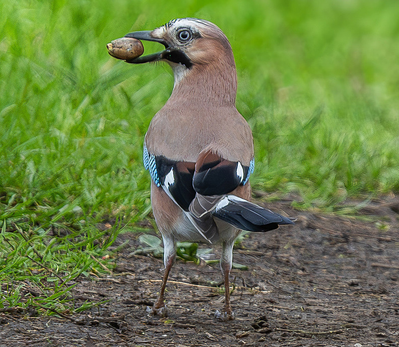 Eurasian Jay - Wildlife Photography
