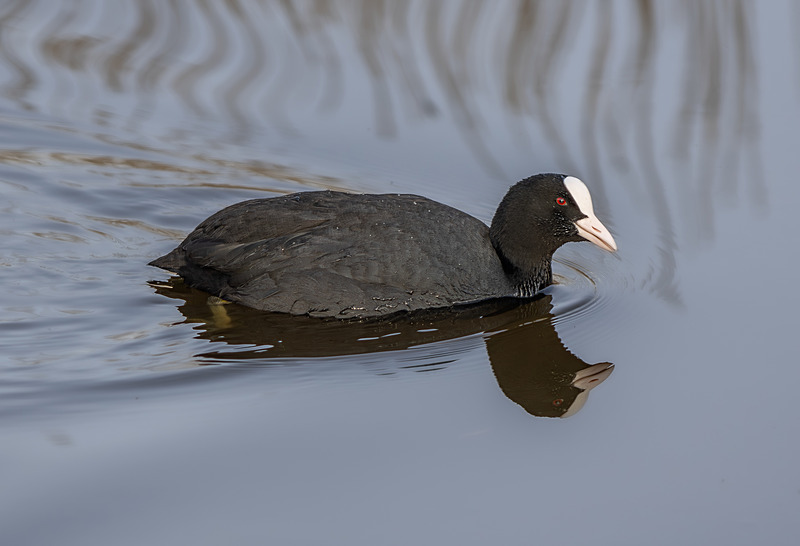 Coot - Wildlife Photography