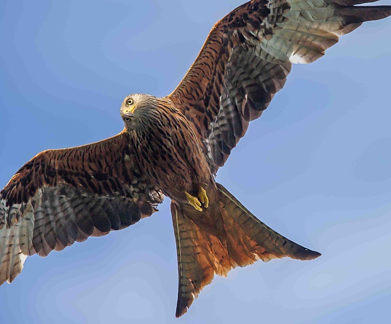  - Wildlife Photography