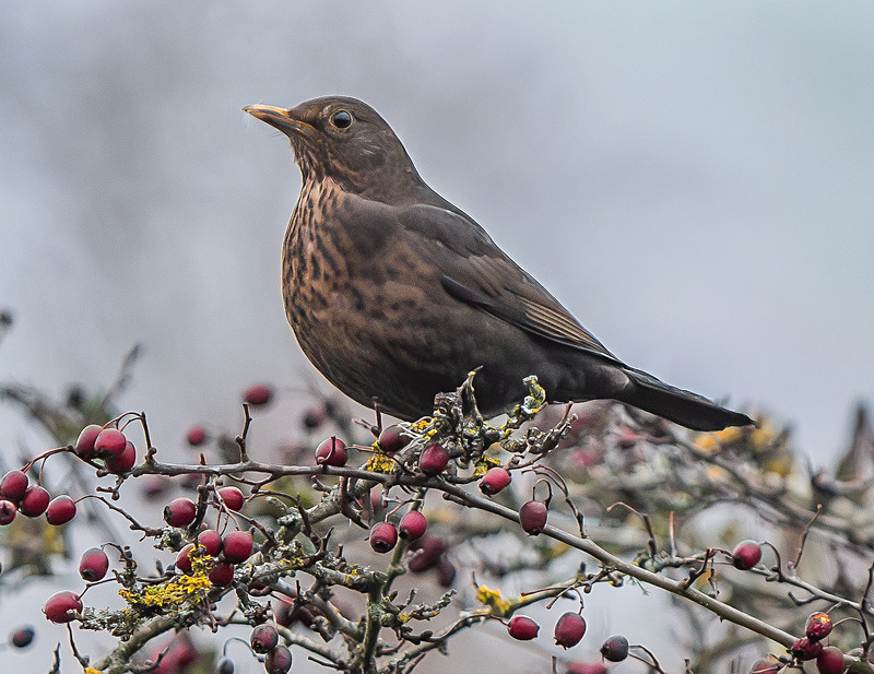 Female Blackbird - Wildlife Photography