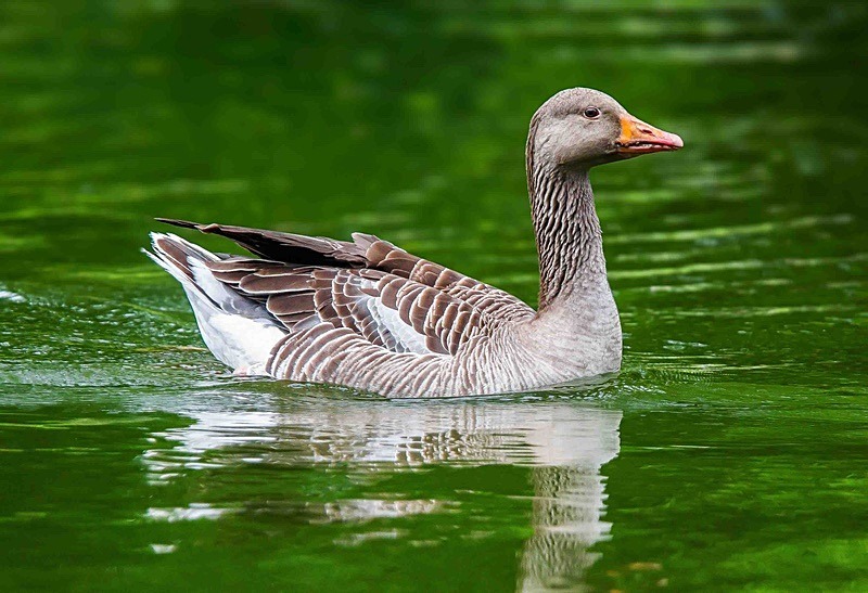  - Wildlife Photography