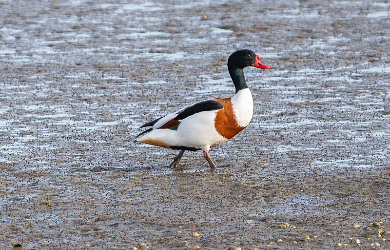 Common Shelduck - Wildlife Photography