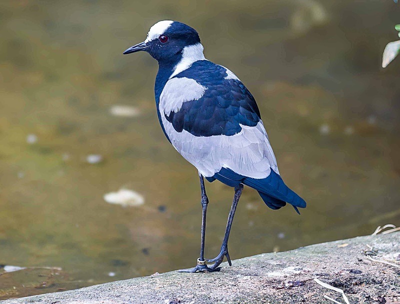  - Wildlife Photography
