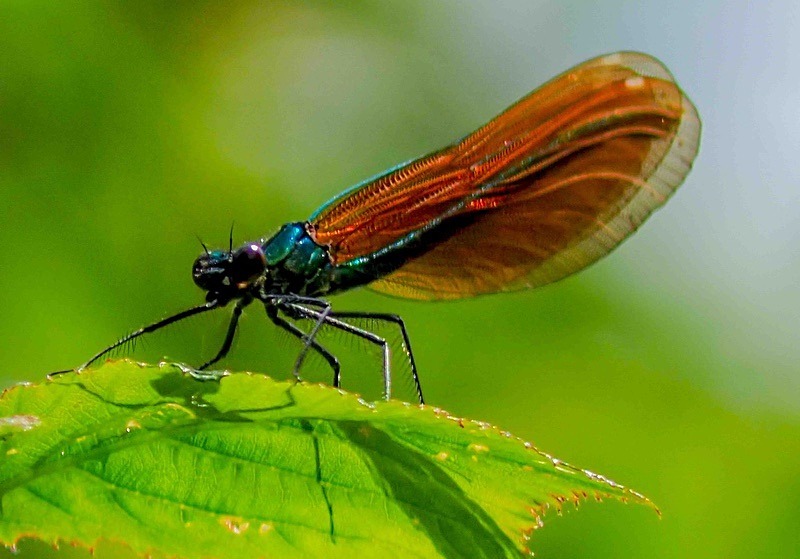  - Wildlife Photography