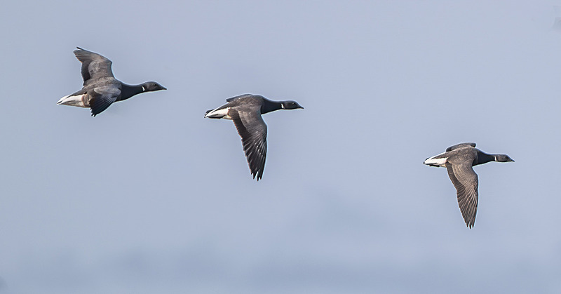 Brant Goose - Wildlife Photography