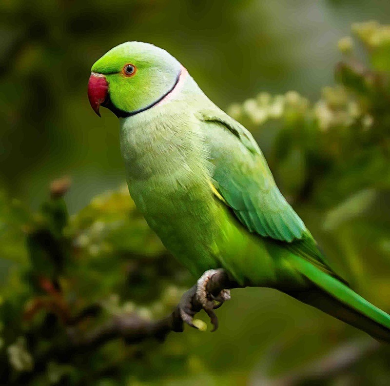  - Wildlife Photography
