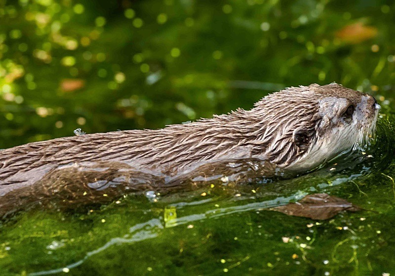  - Wildlife Photography