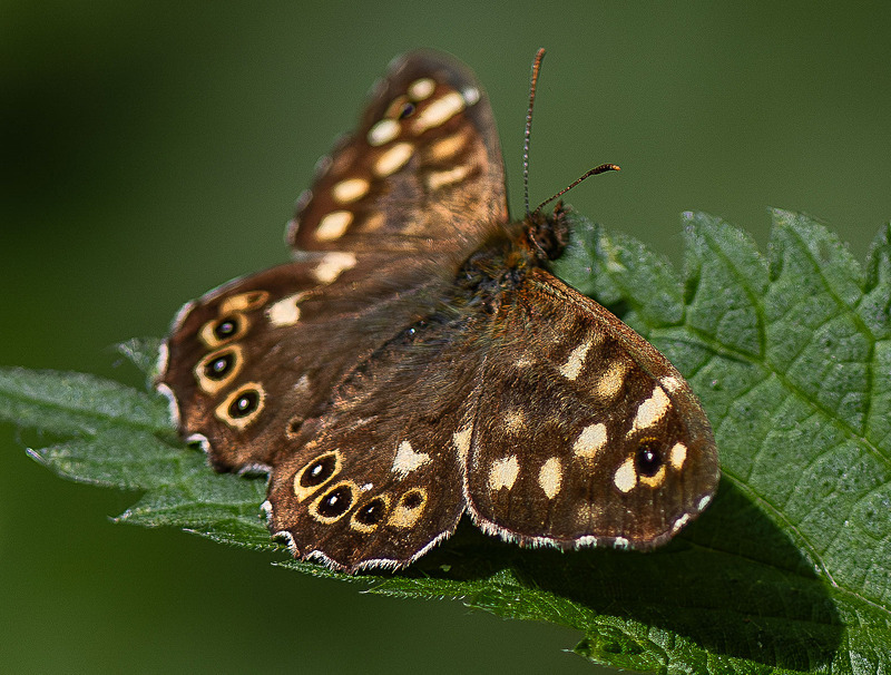 Speckled Wood - Wildlife Photography