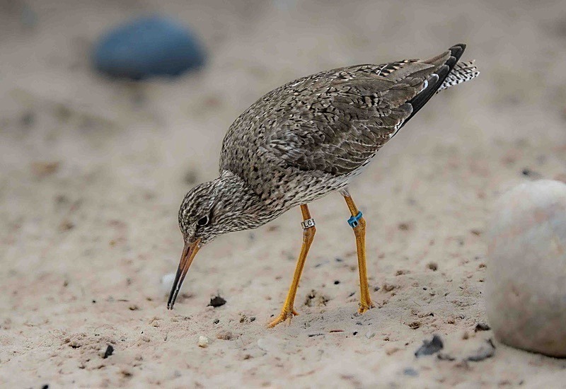  - Wildlife Photography
