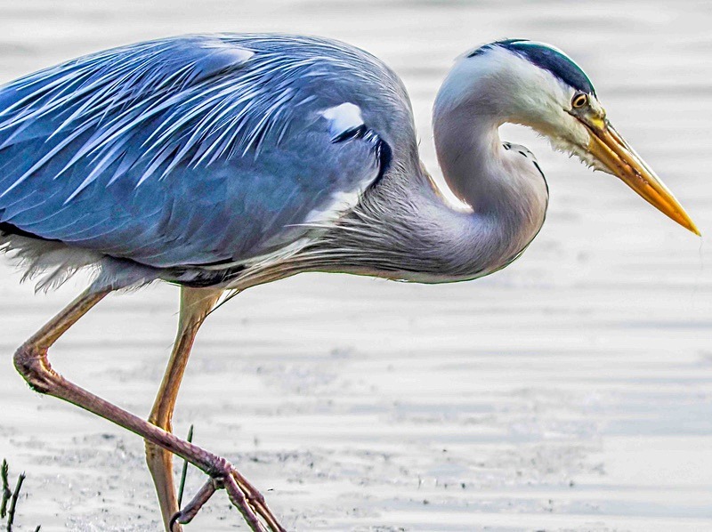  - Wildlife Photography