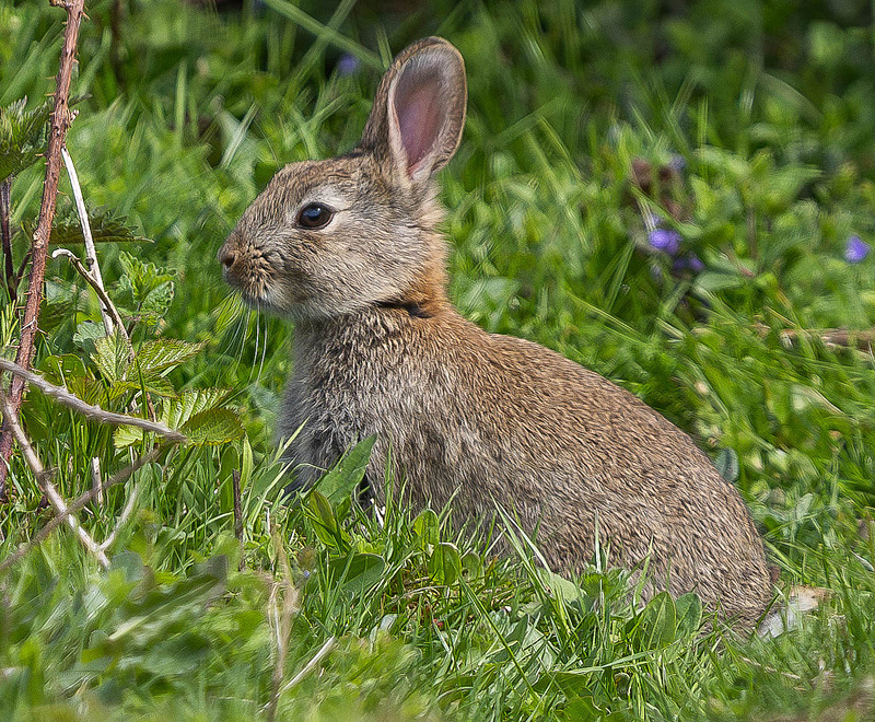 European Rabbit - Wildlife Photography