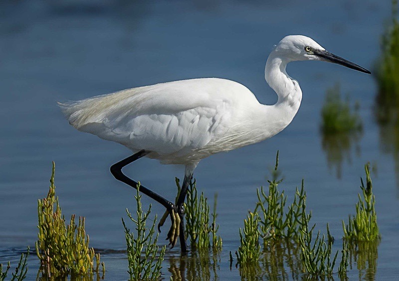  - Wildlife Photography