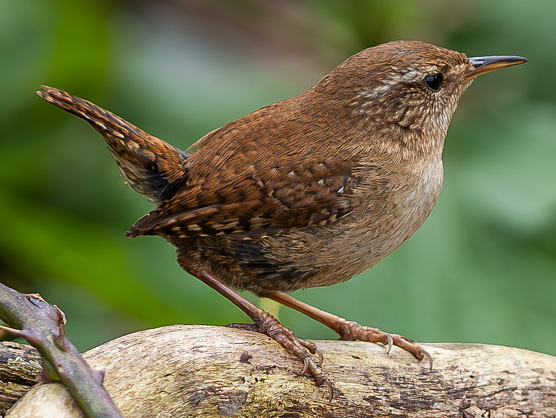 Wren - Wildlife Photography