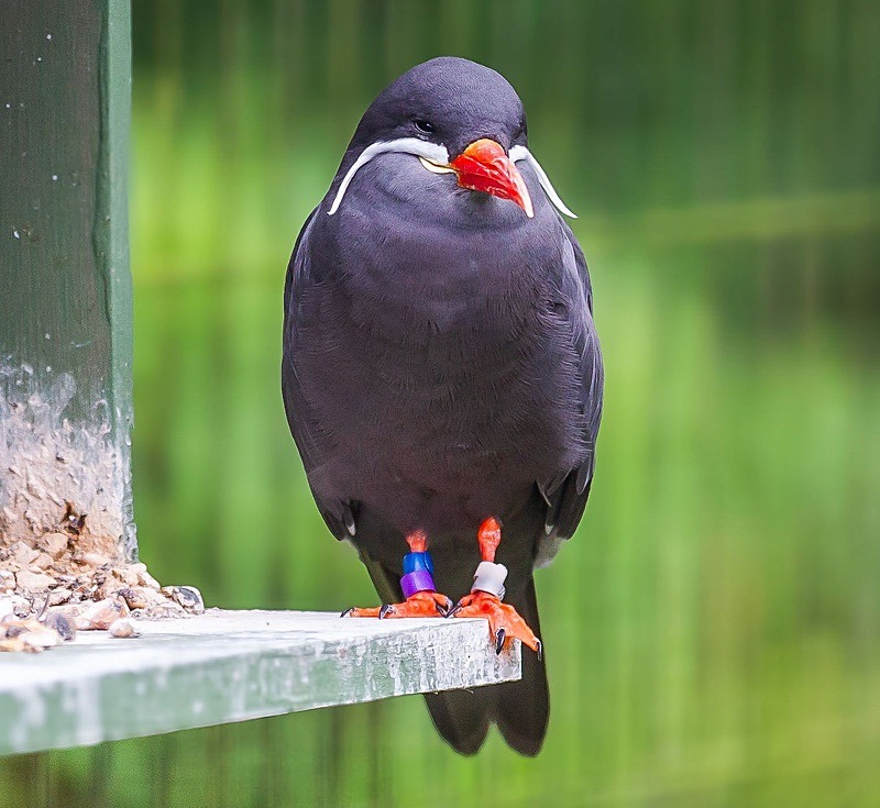  - Wildlife Photography