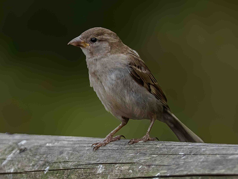  - Wildlife Photography
