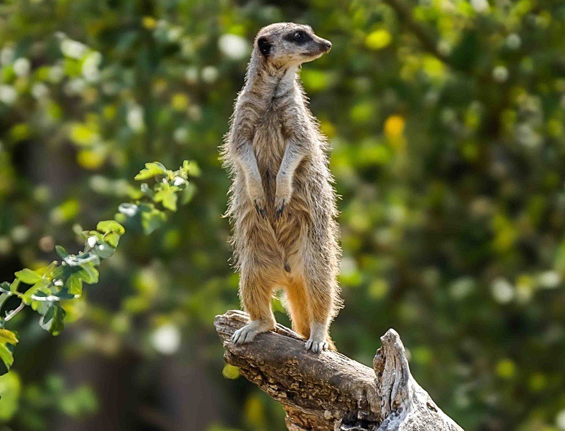  - Wildlife Photography
