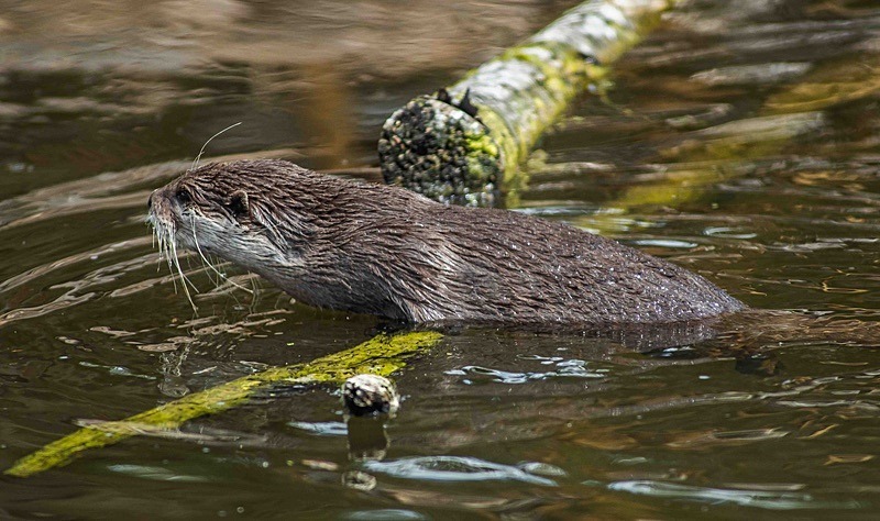  - Wildlife Photography