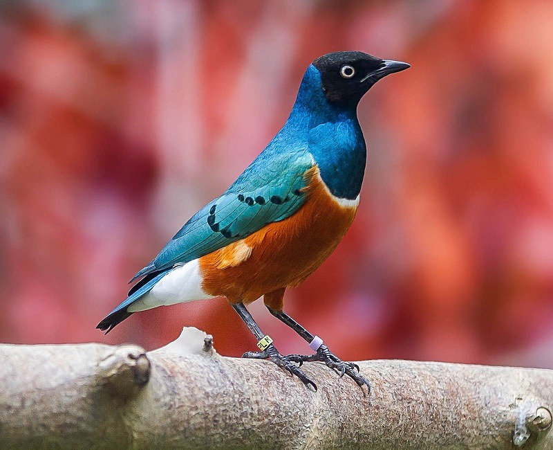  - Wildlife Photography
