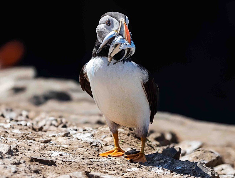  - Wildlife Photography
