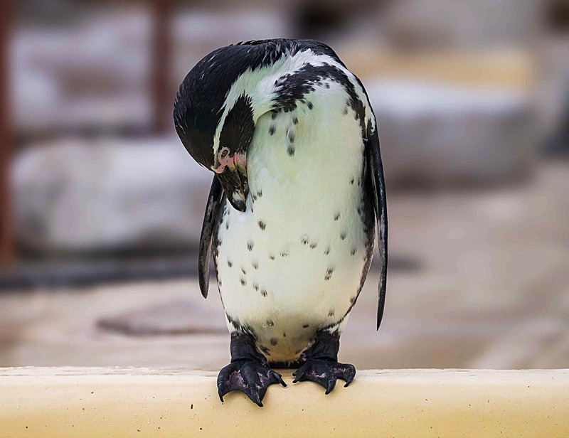  - Wildlife Photography