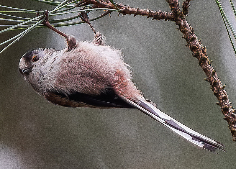 Long-Tailed Tit - Wildlife Photography