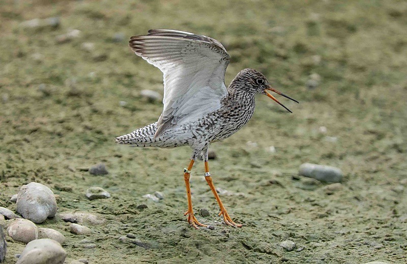  - Wildlife Photography