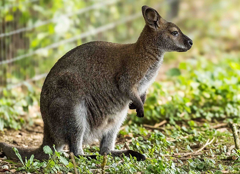  - Wildlife Photography