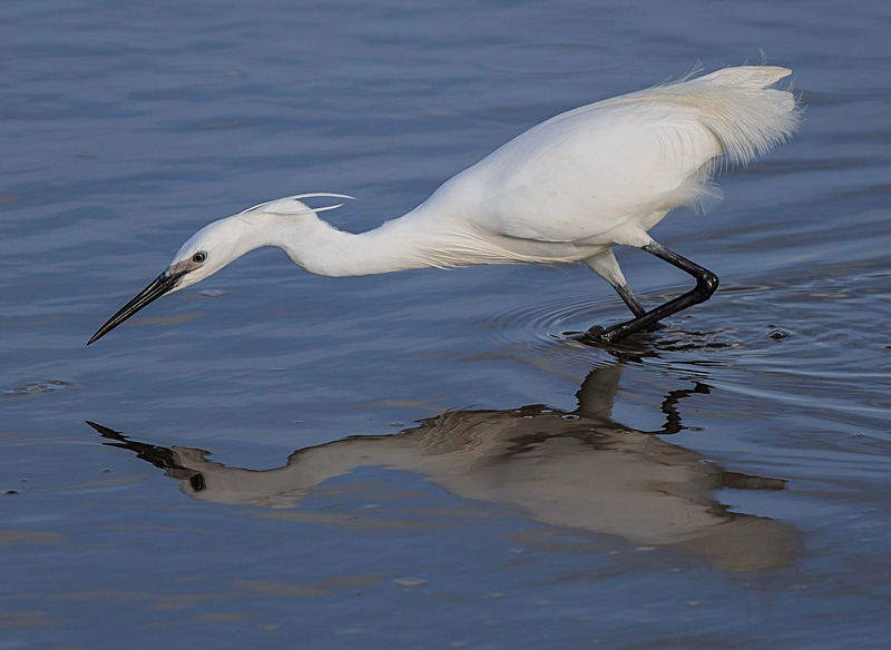 Little Egret - Wildlife Photography