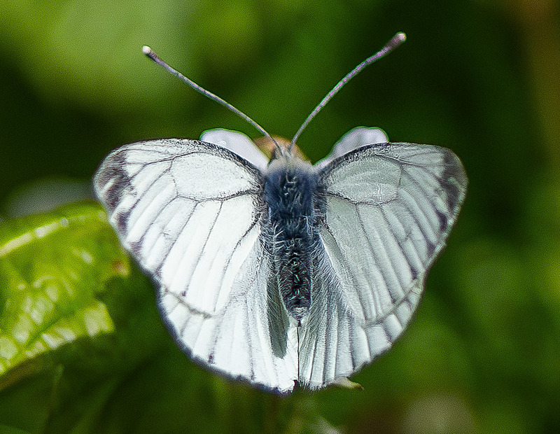 Green-Veined White - Wildlife Photography
