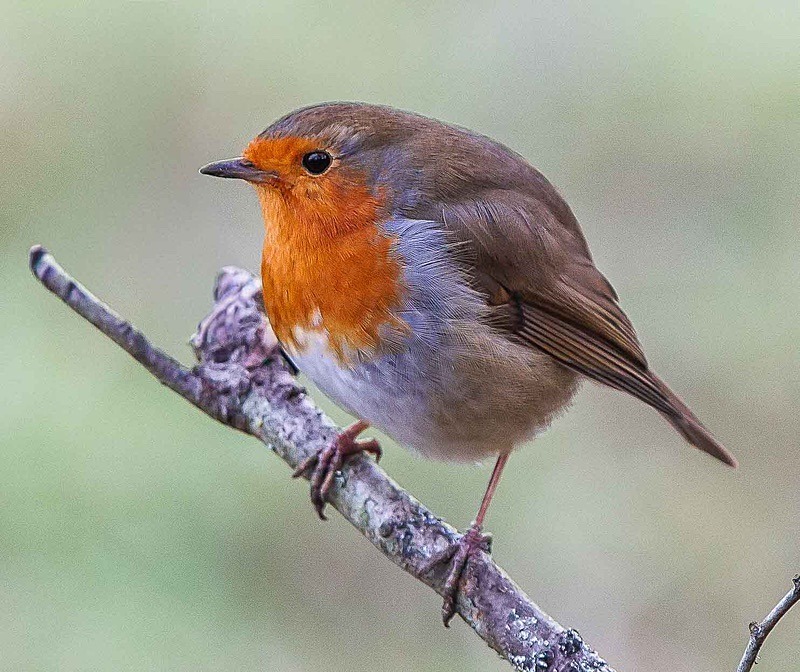  - Wildlife Photography