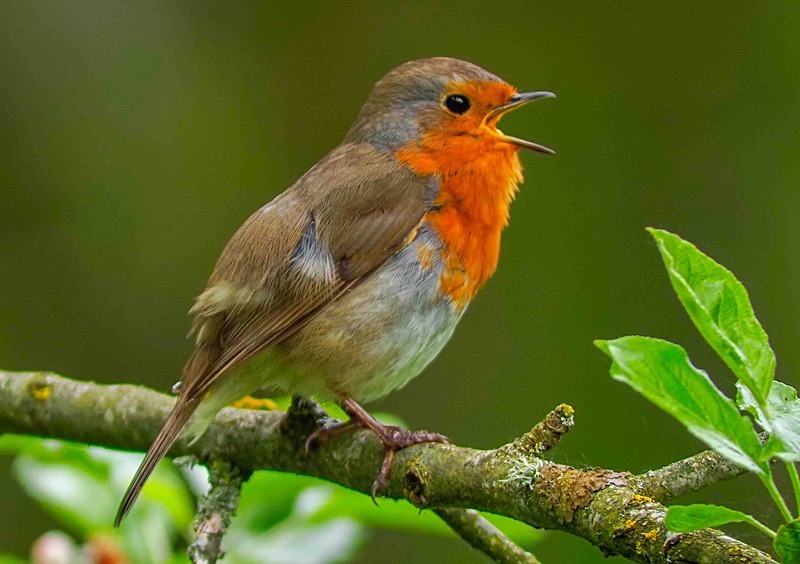  - Wildlife Photography