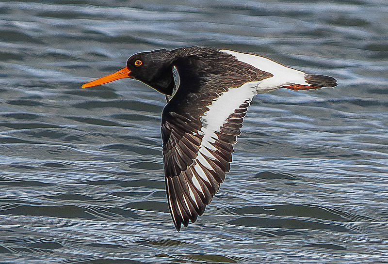 Oyster Catcher - Wildlife Photography