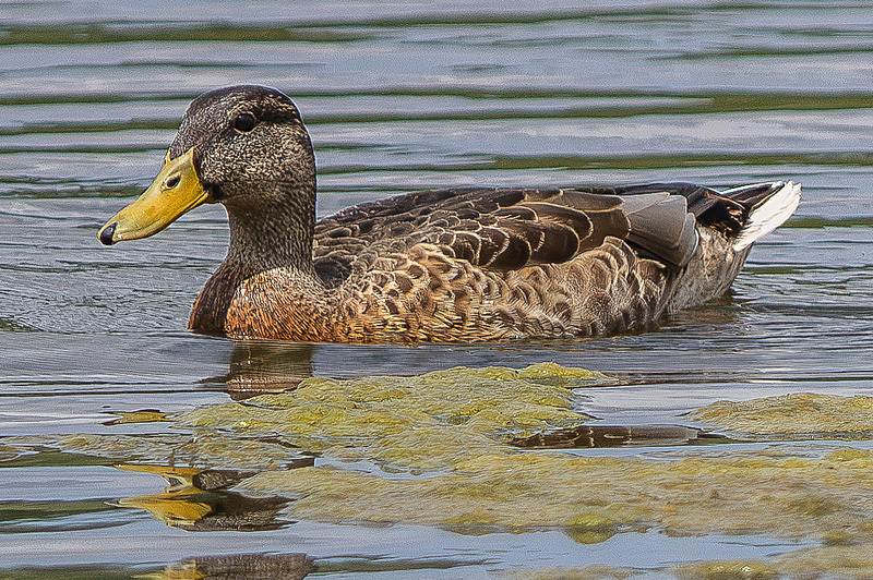 Mallard - Wildlife Photography