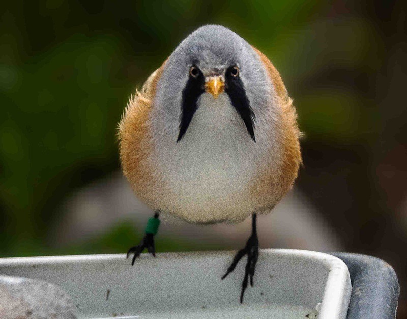  - Wildlife Photography