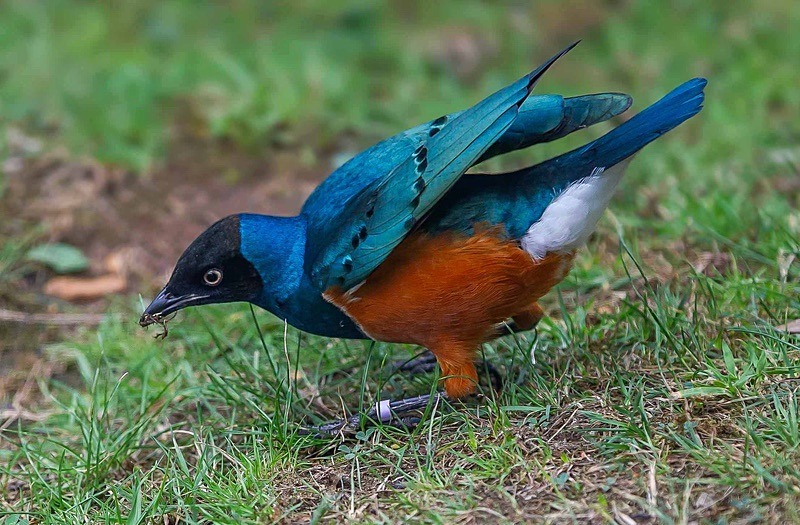  - Wildlife Photography