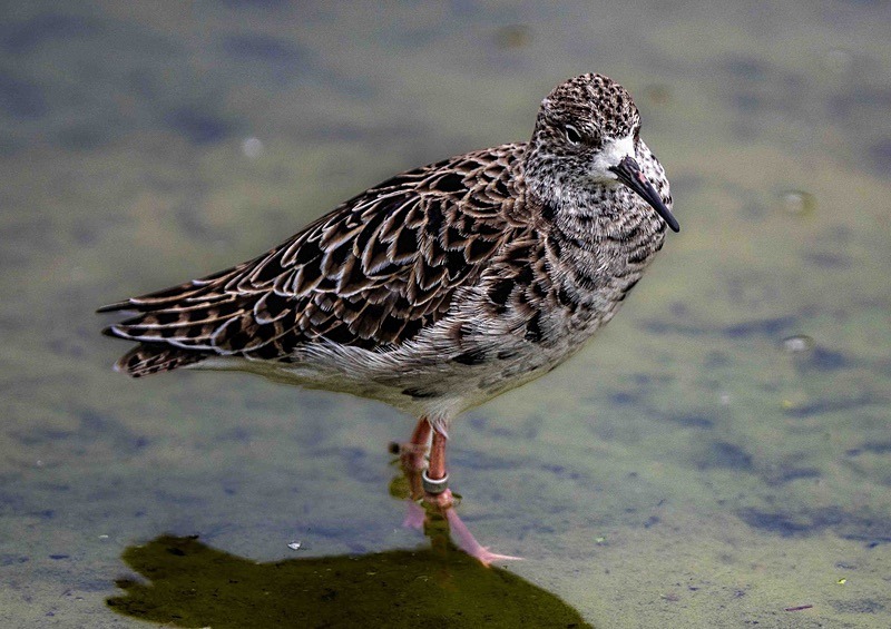  - Wildlife Photography