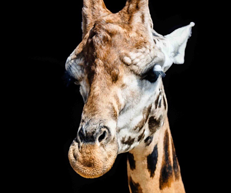 - Wildlife Photography