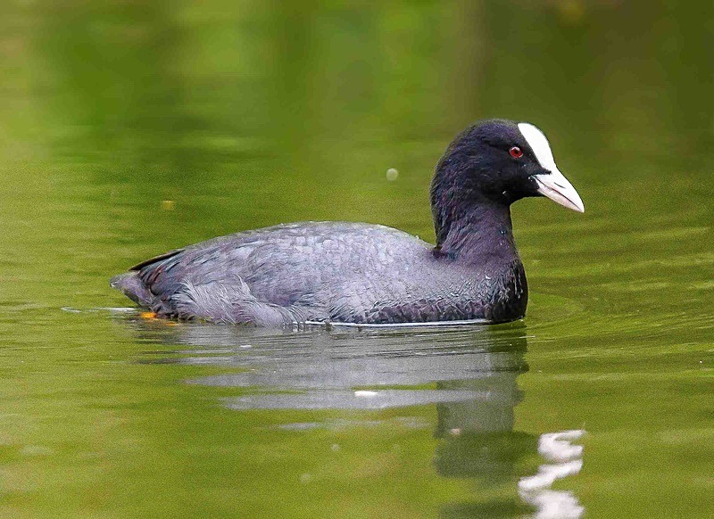  - Wildlife Photography