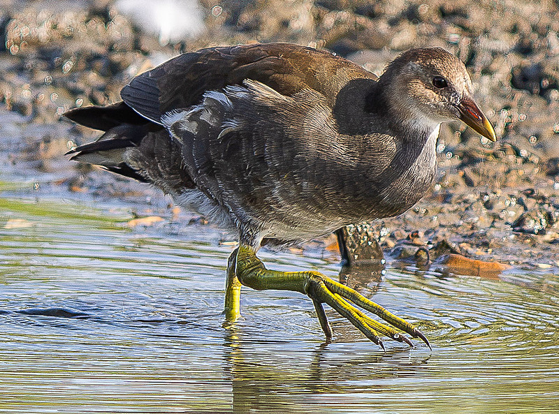 Common Moorhen - Wildlife Photography