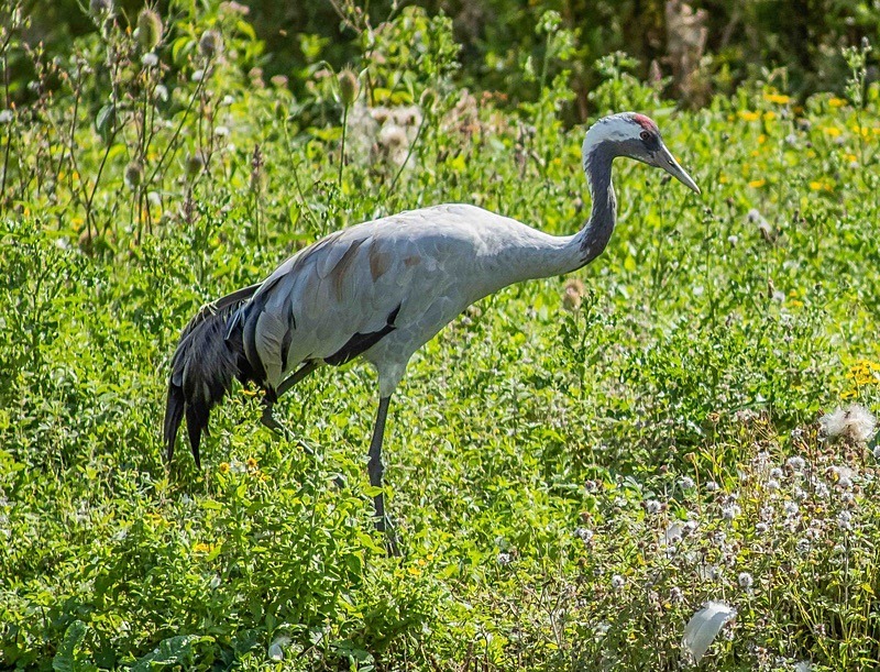  - Wildlife Photography