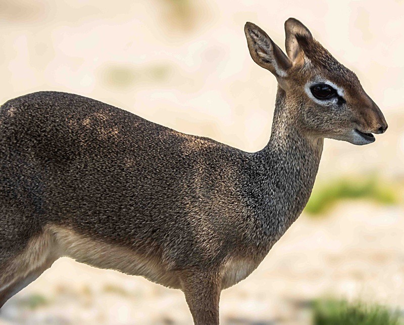  - Wildlife Photography