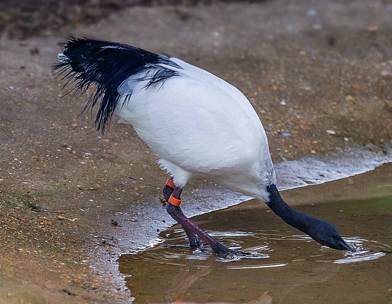  - Wildlife Photography