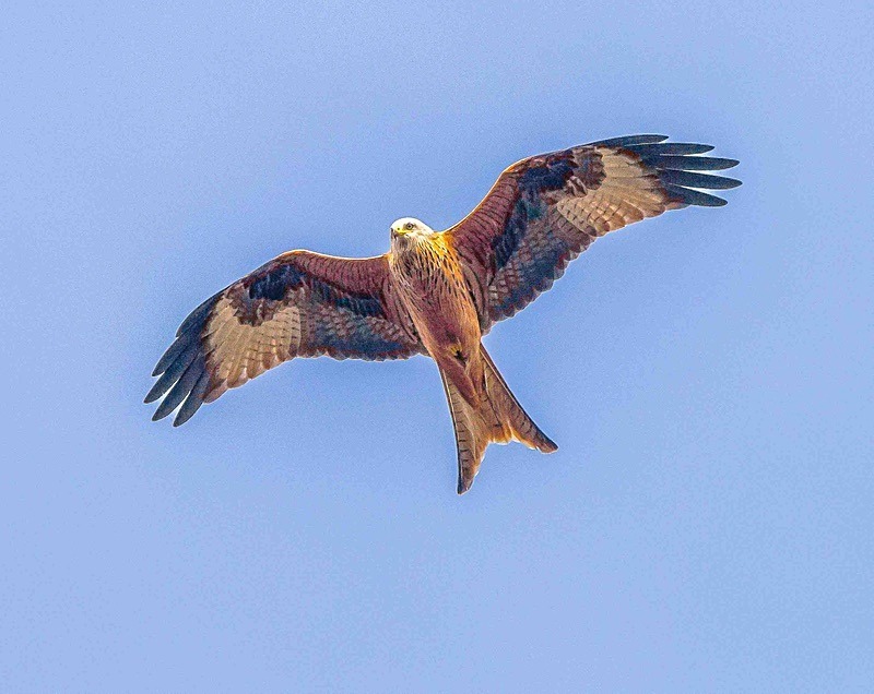  - Wildlife Photography