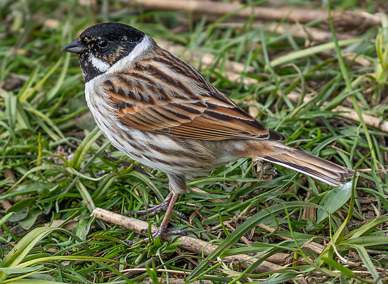 Common Male Reed Bunting - Wildlife Photography